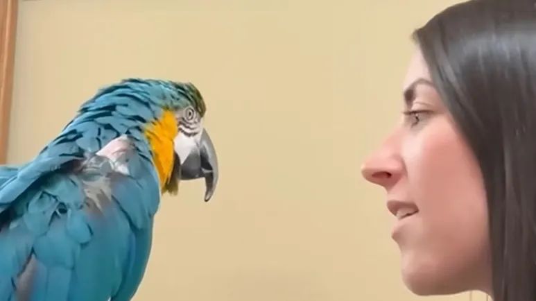 rescue macaw louie is jealous of moms boyfriend