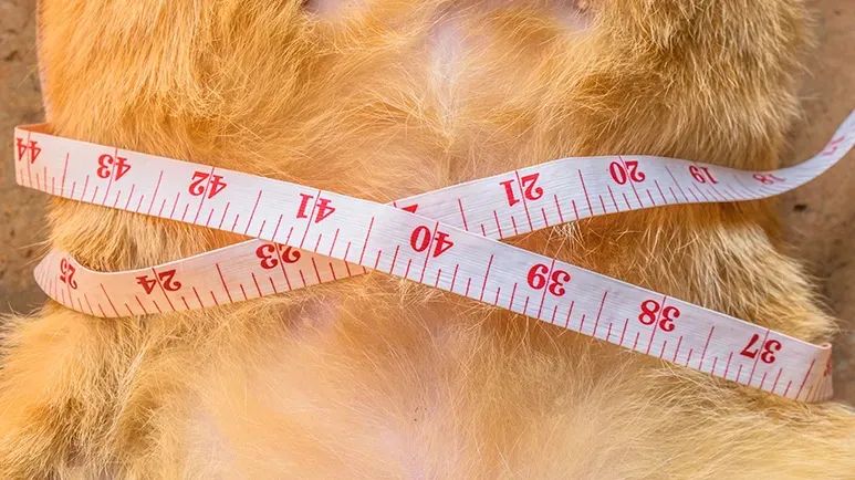 slim down pet foods contain sawdust