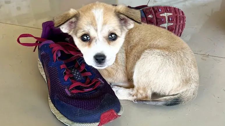 tiny puppy begs for help on the side of the road and gets saved
