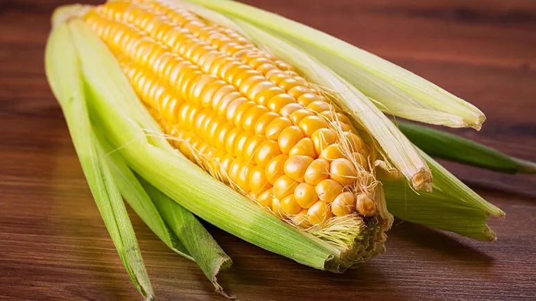 why you shouldnt feed pet food containing corn to your pets
