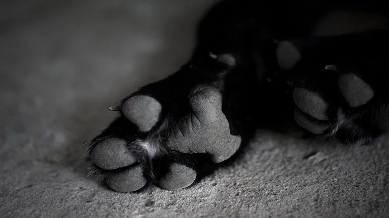 aflatoxin contamination of pet food