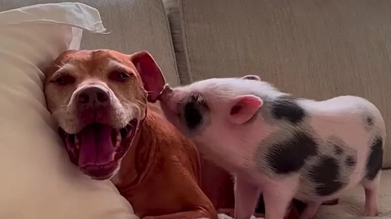 baby pigs new brother teaches her to bark