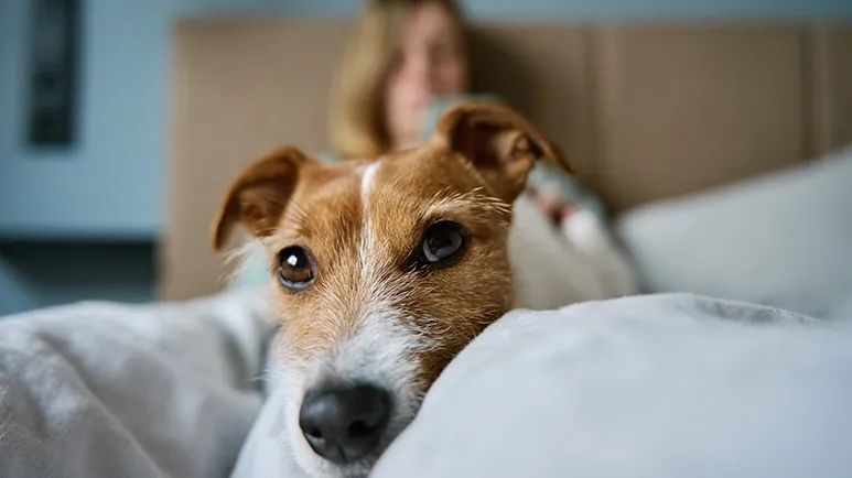 benefits of sleeping with your dog