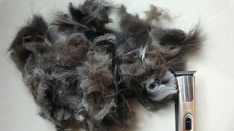 does shaving a dog or cat help them stay cooler