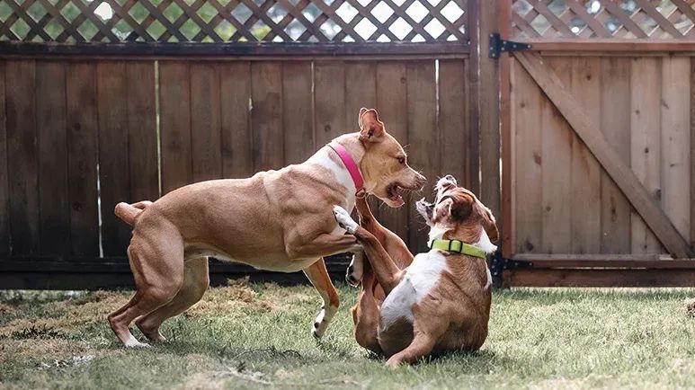 dog aggression bites