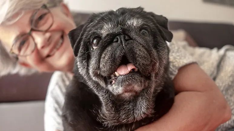dog ownership benefits for seniors