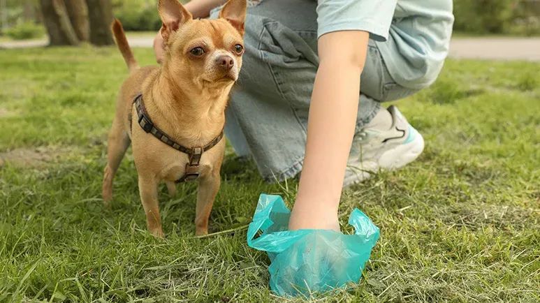 dog soft stool causes fixes