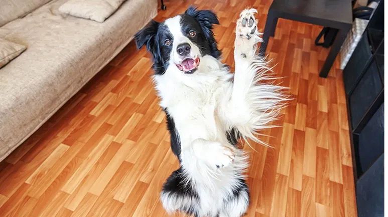 dogs gesture
