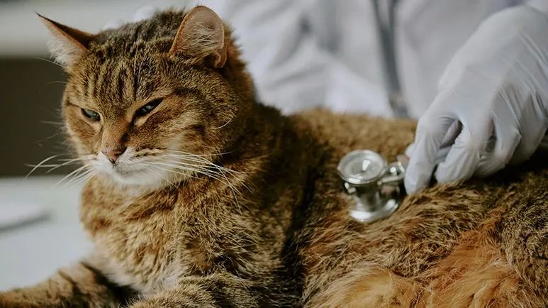 preventing 5 common cat conditions