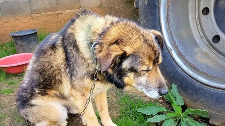 she rescued a senior dog from chains and changed her entire life