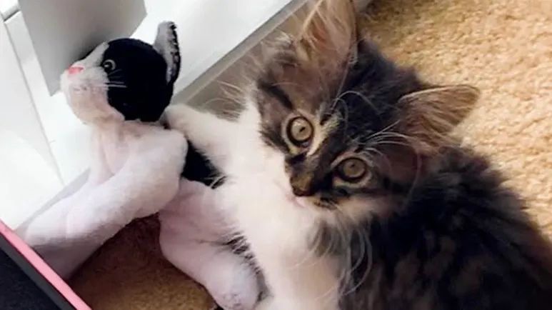 this cat treated a stuffed toy like his baby