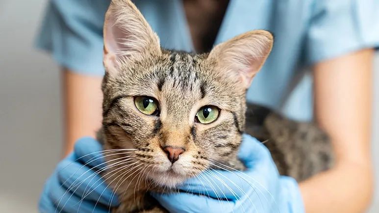 thyroid testing feline hyperthyroidism