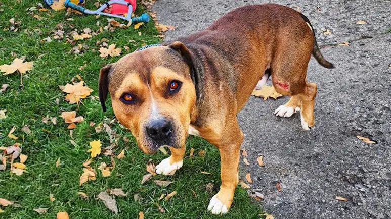 a forgotten dog found safety at last