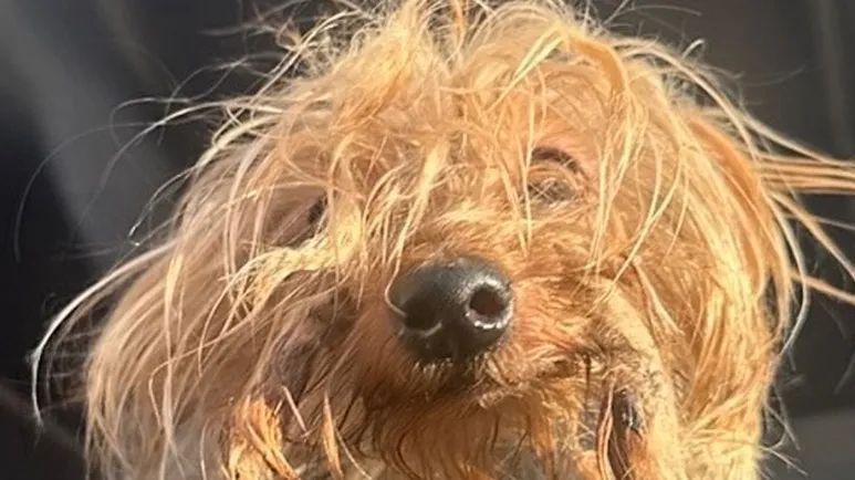 a senior dog survived the unthinkable