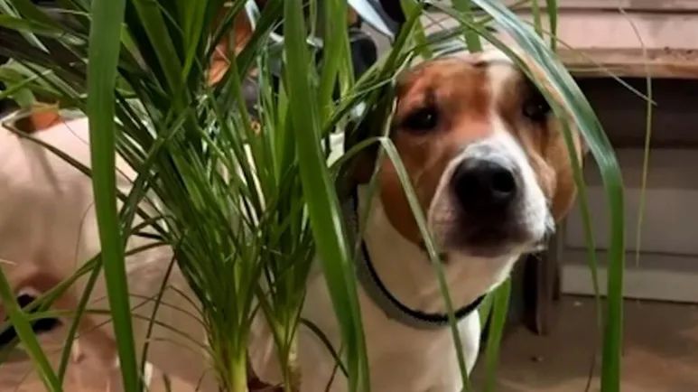 a shelter dog found his dream job