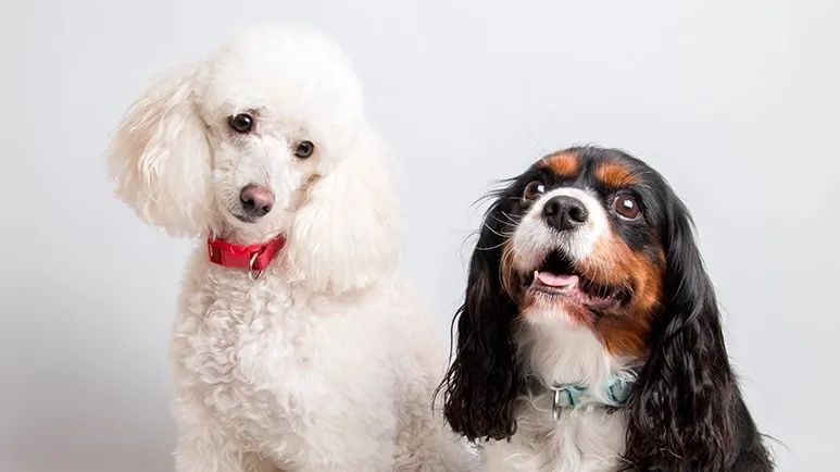 bringing home second dog