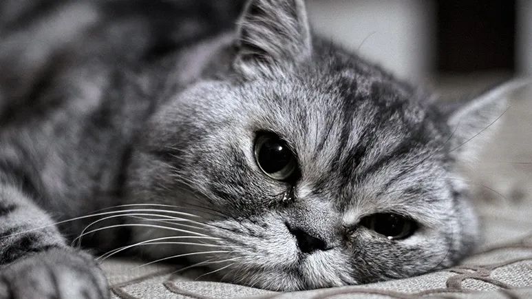 cat feline immunodeficiency virus