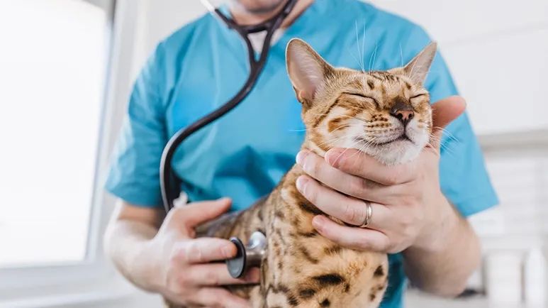 cat heart rate health guide