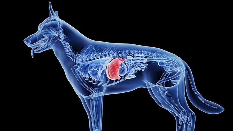 copper storage disease dogs