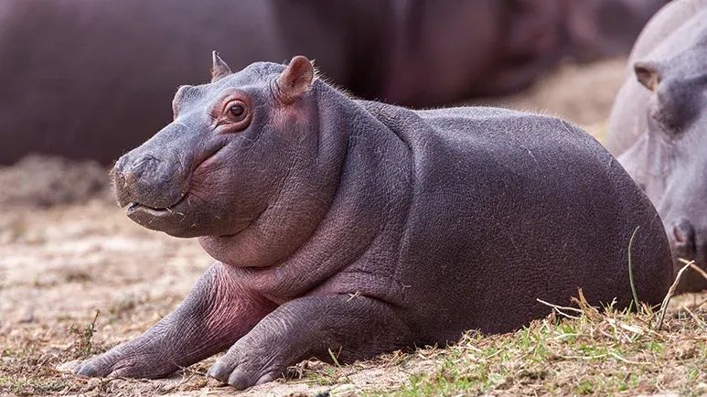 cross species friendships