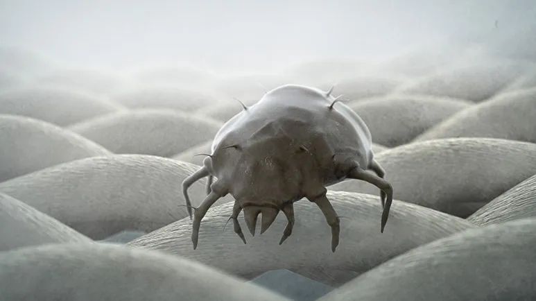 dog dust mite allergy