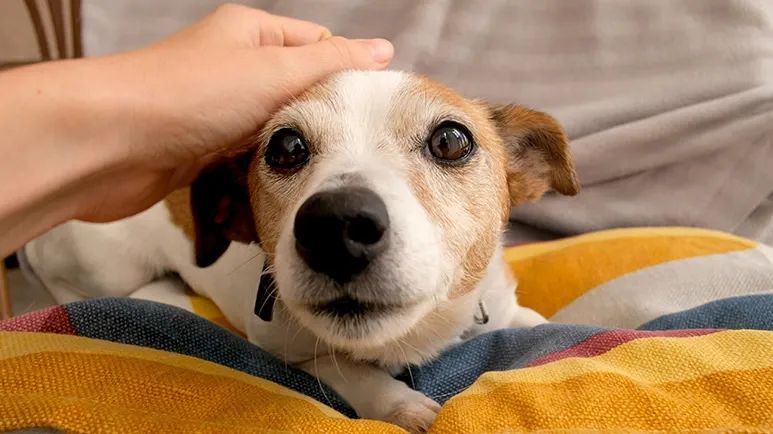 dogs prefer praise over food
