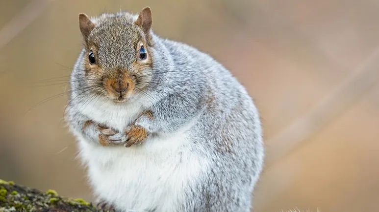 fat squirrels