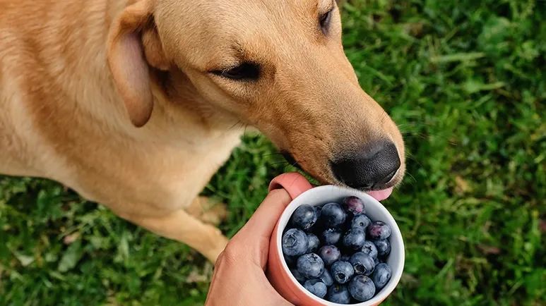 how many treats should your dog eat