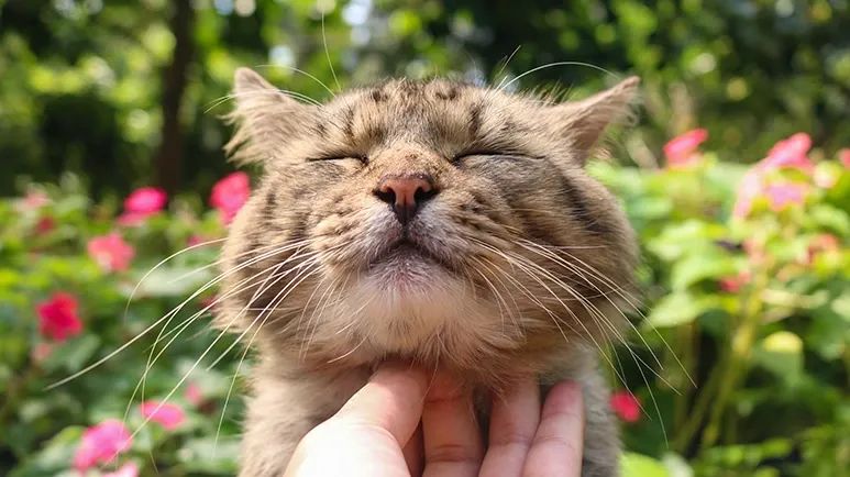 how to pick up a cat