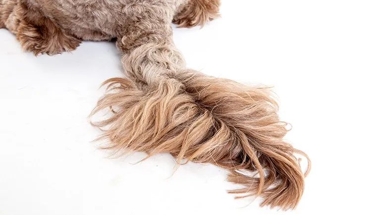 limber tail in dogs