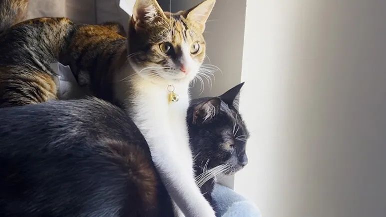 meet the toe biting duo