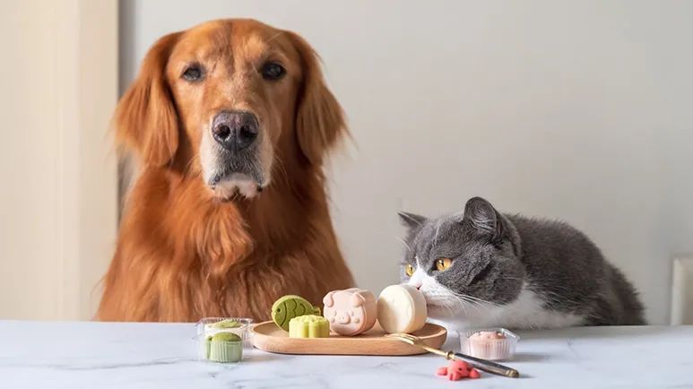 pet treats