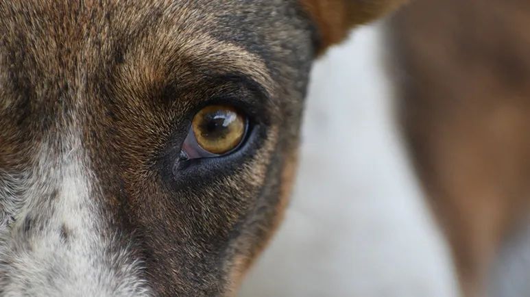 progressive retinal atrophy dogs vision loss