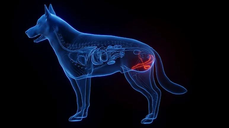 prostatitis in dogs