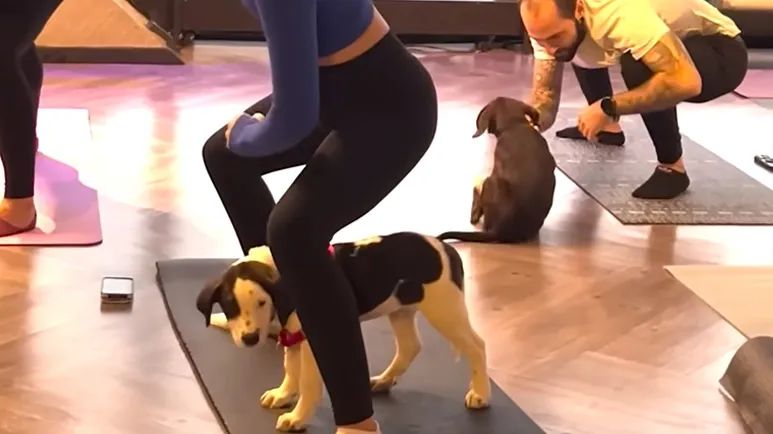 puppy yoga turned into adoption day