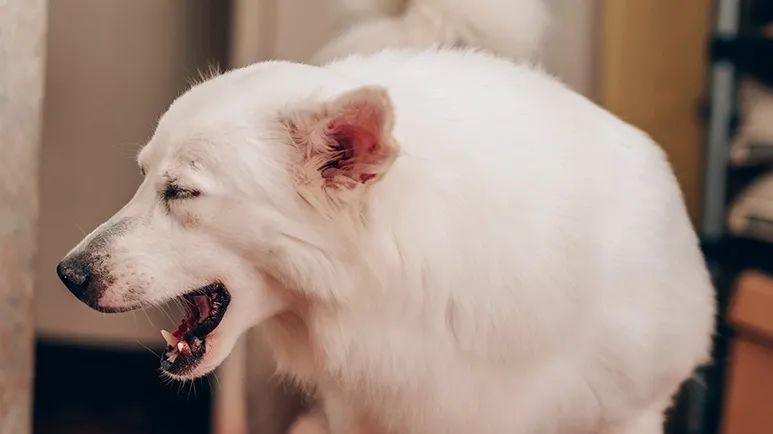 pyloric stenosis in pets