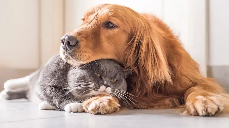 serious health conditions related to pet obesity