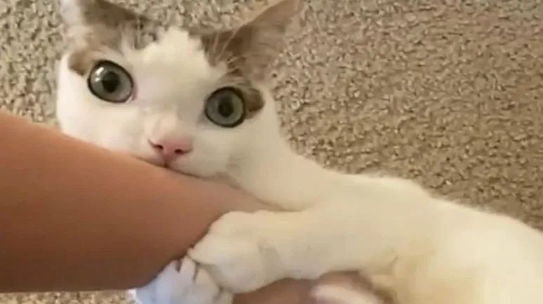 the weird cat everyone falls for