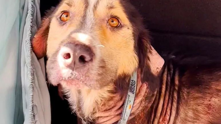 this dog picked the right garage