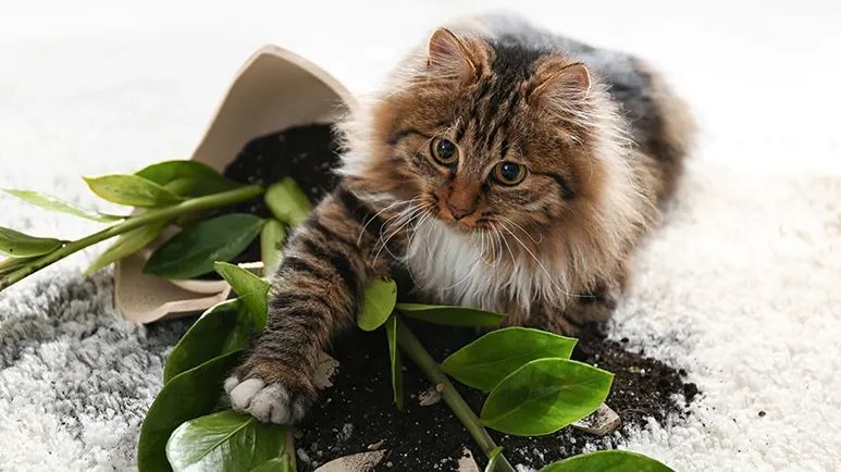 why cats knock things off surfaces