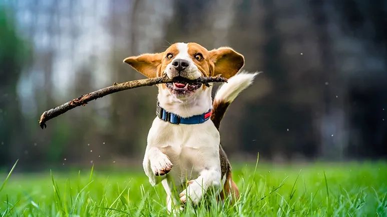 why dogs love sticks