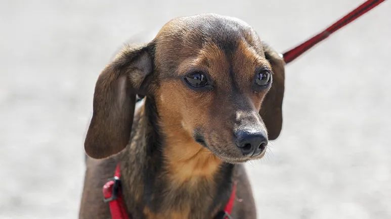 9 tips for successful summer with dogs