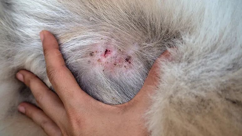 calcinosis cutis in dogs