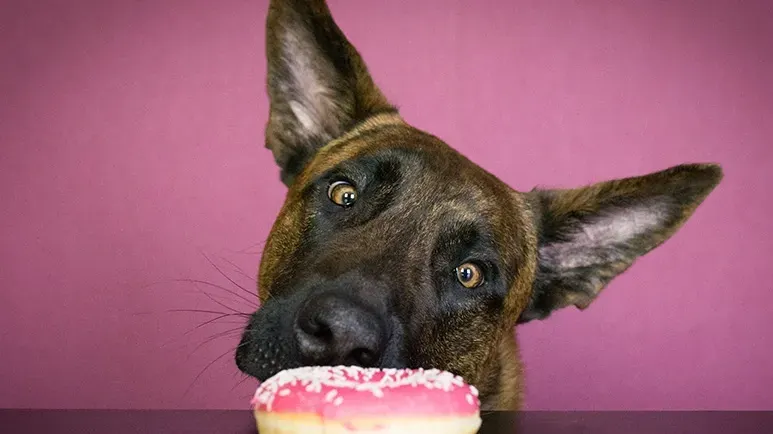 can dogs eat sugar