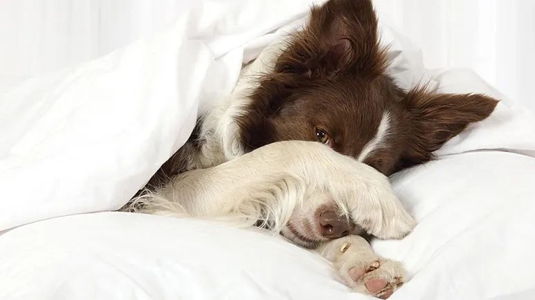 do dogs get headaches