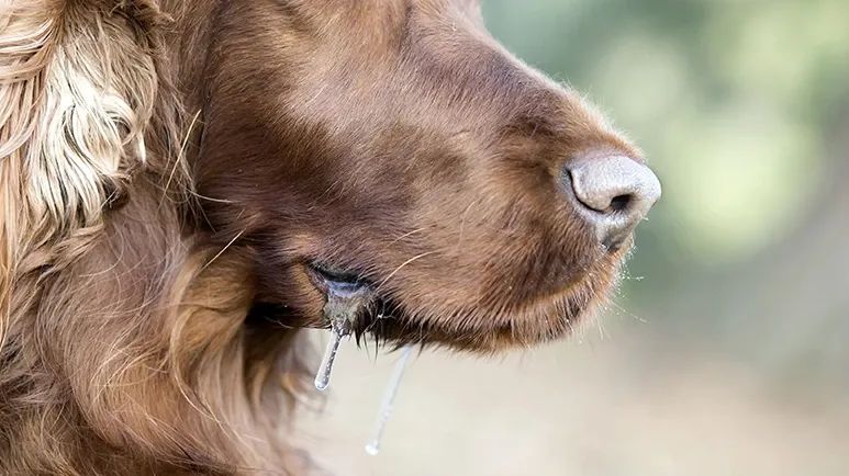 dog drool triggers