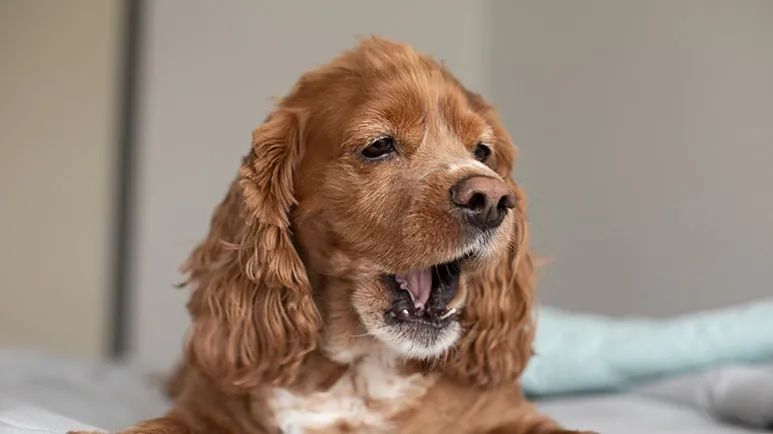 dog flu symptoms and treatment