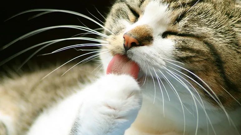 excessive grooming in cats