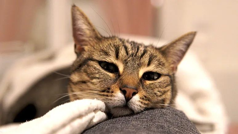 feline hypertension signs and management
