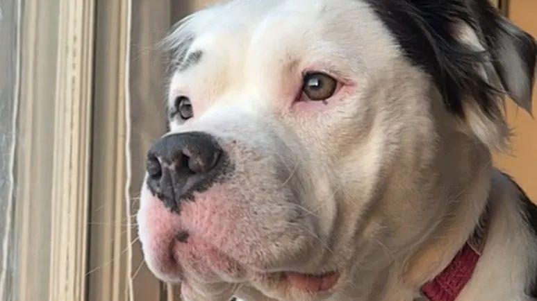 from breeding dog to beloved family member